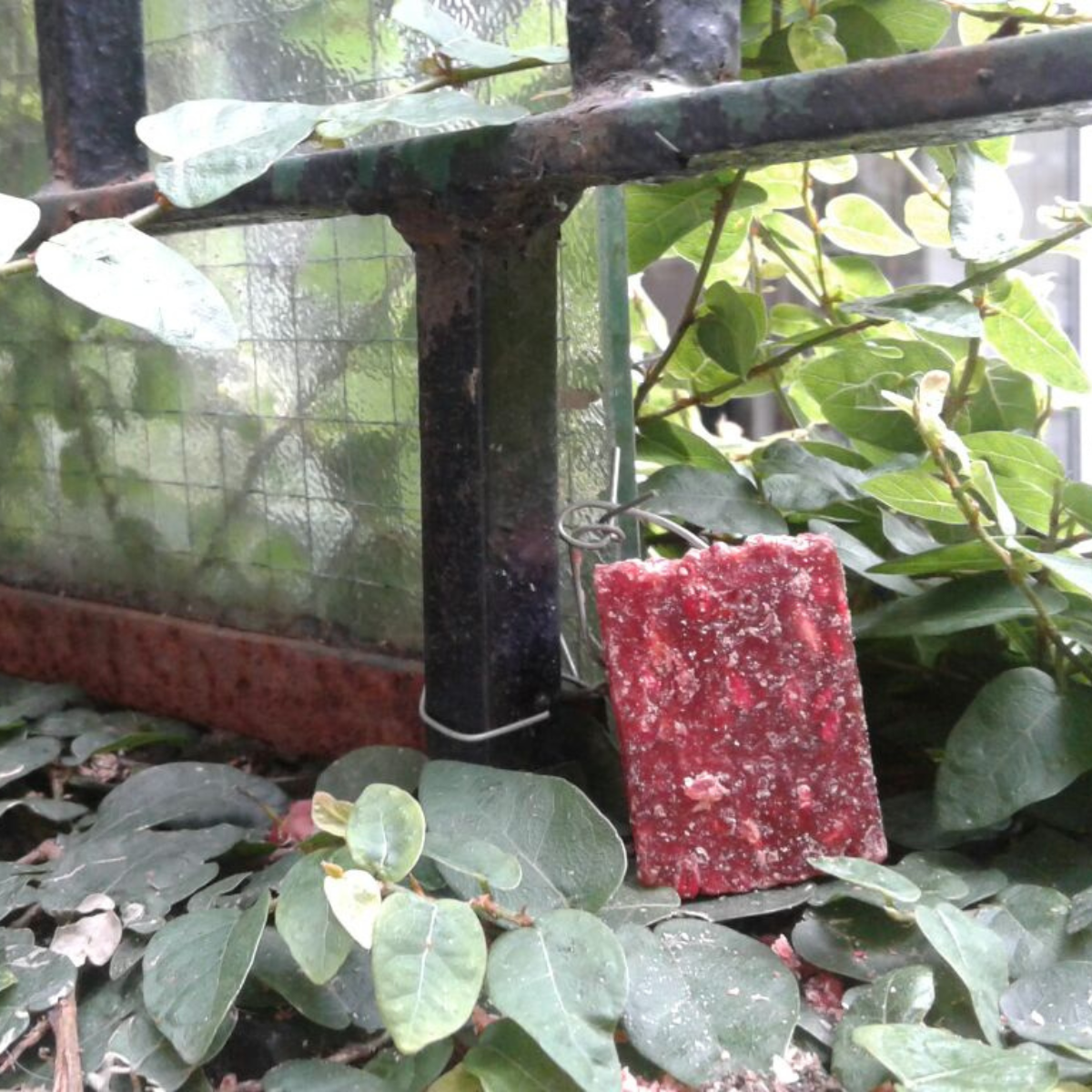 Untitled design - 2025-06-05T123556.395